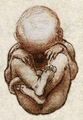 davinci fetus