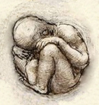 fetus
